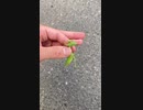 キャマキリくんハンナマ