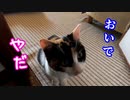 病院の後は部屋の敷居をまたがなくなる猫