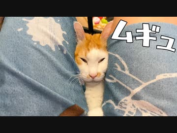 足の間で猫が寝ていたのでムギュっ！ってやってみた