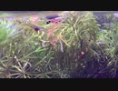 我が家のミナミヌマエビ水槽 その4