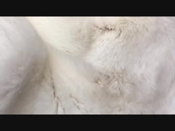 猫のいびき