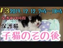 【子猫】保護して3日目(48時間)子猫の動きに変化が