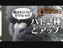 1027【カワラバトとキジバトどアップ】カルガモ奇形に彼女？トビケラ捕食。エナガにシジュウカラ、スズメと種、柿を食べるカラスとムクドリ。オオバン【 #今日撮り野鳥動画まとめ 】 #身近な生き物語