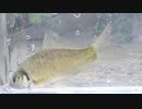 ウキを眺めてのんびり淡水魚釣り20【ギンブナ】