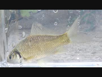 ウキを眺めてのんびり淡水魚釣り20【ギンブナ】