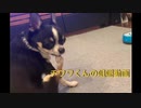 チワワくんの晩ご飯 [ASMR/咀嚼音]