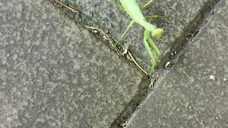 カマキリのベイビーちゃん。２