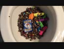M&M'sとポケモンのカードをトイレに流してみた