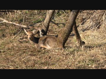 令和最初の狩猟生活（その１４０）