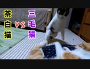 女同士の負けられない闘いが再開した【元野良猫おチビ VS 元捨て猫三毛子】