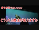 【夢も希望もないｗ】どうしたら魔法が使えますか【タートルトーク】東京ディズニーシー