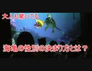 【大人も驚き】海亀の性別の決まり方とは？【タートルトーク】東京ディズニーシー