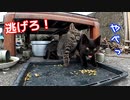 カリカリ音を楽しもう【野良猫の子猫たち】