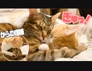 【このあと喧嘩】後ろからハグしながら幸せそうに寝る猫