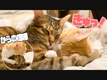 【このあと喧嘩】後ろからハグしながら幸せそうに寝る猫