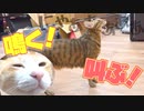 飼い主に構って欲しくて泣き叫ぶ猫たちが可愛過ぎた…