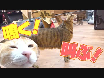 飼い主に構って欲しくて泣き叫ぶ猫たちが可愛過ぎた…