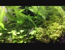 我が家のミナミヌマエビ水槽 その5
