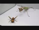 ［閲覧注意!!］再編集 オオカマキリにオオスズメバチを与えてみた。(Tenodera aridifolia)