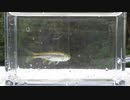 ウキを眺めてのんびり淡水魚釣り21【カワムツ】