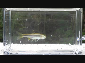 ウキを眺めてのんびり淡水魚釣り21【カワムツ】