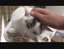 今日は若干あらぶり気味のにゃんこ