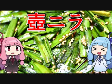 【ご飯のお供、壺ニラならぬタッパーニラ】 「茜ちゃんが美味いと思うまで」RTA ??:??:?? WR 【謝米祭】