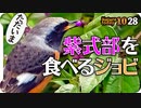 1028【渡り鳥ジョウビタキに紫式部が食べられる】幼鳥バンにオオバン、カルガモ奇形と珍色兄弟。夏羽換羽冬羽コガモにハクセキレイの親子？求愛？【 #今日撮り野鳥動画まとめ 】 #身近な生き物語