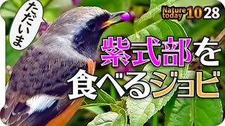 1028【渡り鳥ジョウビタキに紫式部が食べられる】幼鳥バンにオオバン、カルガモ奇形と珍色兄弟。夏羽換羽冬羽コガモにハクセキレイの親子？求愛？【 #今日撮り野鳥動画まとめ 】 #身近な生き物語