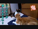 じゃれ合う時に鬼のような表情をする三毛猫