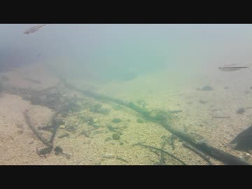【水中撮影】水中の風景01
