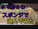 膨らむスポンジで遊んでみた！【いまさらトライチャンネル】#111