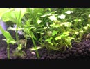 我が家のミナミヌマエビ水槽 その6