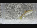 ウキを眺めてのんびり淡水魚釣り22【カワムツ】