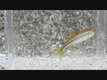 ウキを眺めてのんびり淡水魚釣り22【カワムツ】