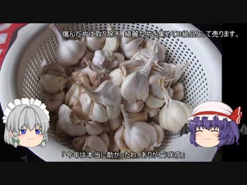 ゆっくり農民145ニンニクを育ててみませんか？＃9