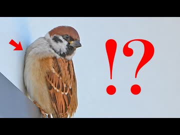 身近な生き物語【1029A】壁に張り付くスズメ、コサギ追いかけっこ。カワセミ筆毛。マガモ渡来。チョウゲンボウとカラス。ジョビ子にコガモ。オオカマキリが道路を横断。セキレイスズメ。