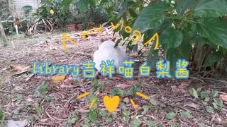 陽江市第一中学校の図書館の猫——白梨