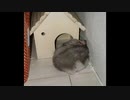 【ハムスター】さらちゃんのさらさら活動日記その25