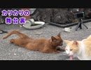 変な体勢で子猫を見守っていた母【その理由は分からない】