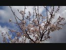 2020年　桜の記録
