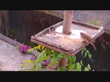 まるで静止画のように動かないスズメ