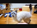 猫が乾燥剤を誤飲してしまいました