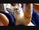 僕が大事にしなかったせいで猫が怒って出ていっちゃいました…