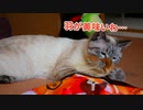 【祝1歳】猫のデュフィの誕生日にとっておきのおもちゃをプレゼントしました！