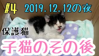 【子猫】保護して3日目の夜は更に変化がありました