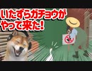 Untitled Goose Game ♯9 | ガ チ ョ ウ は 悪 く な い
