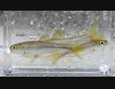 ウキを眺めてのんびり淡水魚釣り23【カワムツ】