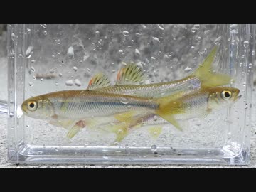 ウキを眺めてのんびり淡水魚釣り23【カワムツ】