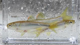 ウキを眺めてのんびり淡水魚釣り23【カワムツ】